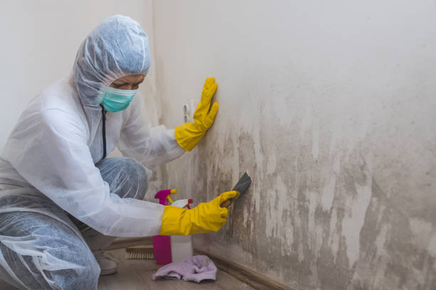 Best Mold Testing  in Weaverville, CA