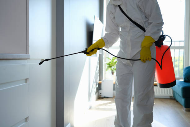 Best Mold Removal Company Near Me  in Weaverville, CA