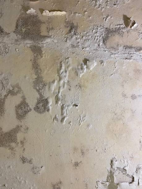 Best Local Mold Removal Service  in Weaverville, CA