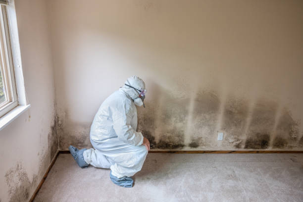 Home Mold Removal in Weaverville, CA