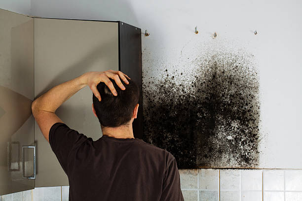 Best Commercial Mold Removal  in Weaverville, CA