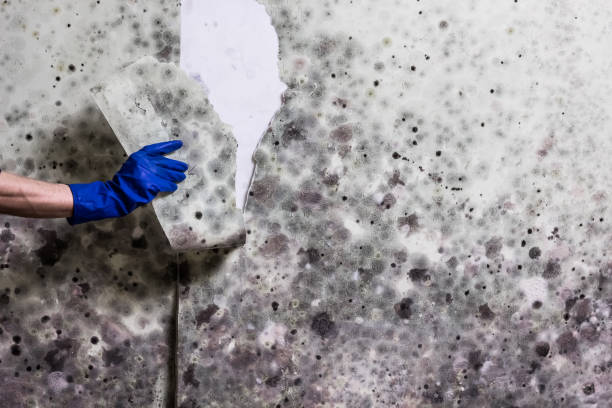 Best Attic Mold Removal  in Weaverville, CA