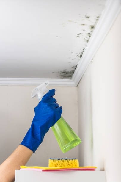 Best Mold Removal and Inspection  in Weaverville, CA