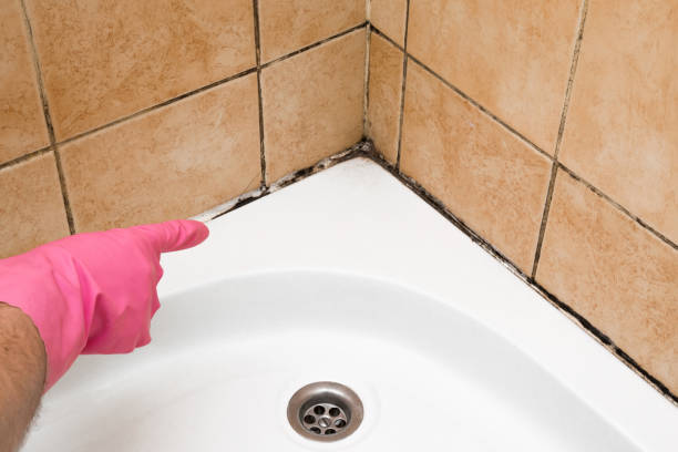 Best Office Mold Removal Services  in Weaverville, CA